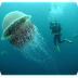 Jellyfish Lake Video