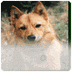 Finnish Spitz