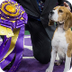 Westminister Dog Show