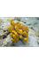 Porifera - Wikispecies