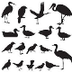 Birds Kidcyber