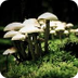 McKenna: Mushrooms