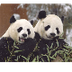 Animal Web Cams - National Zoo
