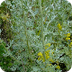 wormwood herb