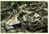 Gaboon Viper - Facts and Photo