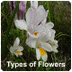 types-of-flowers.org