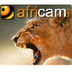 Africam | A LIVE 24x7 Interact