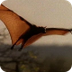 Meet the World's Biggest Bat