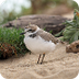 Aviary (Birds)