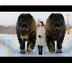 29.Abnormally Large Dogs