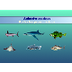 ANIMALES MARINOS