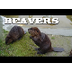  Beavers