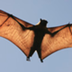 CDC - Bats