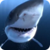 Great White Sharks 360 Video 4