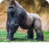 Gorilla | San Diego Zoo Animal
