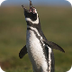 Magellanic Penguins Info
