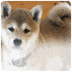Shiba inu
