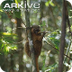 Golden bamboo lemur videos, ph