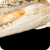 Saltwater Crocodile | National