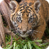 Tiger Cam | San Diego Zoo Safa