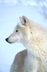 Tundra Animal Adaptations