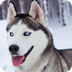 Husky Siberiano