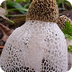 Veiled Lady Mushroom