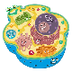 A Typical Animal Cell