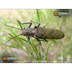 North Carolina Insects and Bug