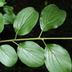 Common Buckthorn | National In