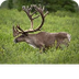 Caribou