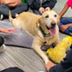 Therapy Dogs in Schools