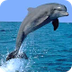 El Dofí 