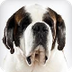 Saint Bernard : Dog Breed 