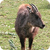 Long-tailed goral