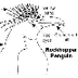 Rockhopper Penguin