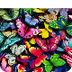 We Wonder About Butterflies