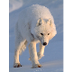  Arctic wolf