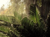 Ecosystem-The Rainforest