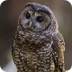 Spotted owl video 