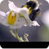 Slow Mo Bumblebee