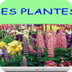 Les Plantes PDI