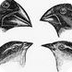 Galapagos Finch Evolution