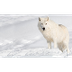 Facts About Arctic Wolves
