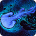 Fluid