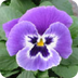 Violet's blog