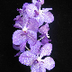 Ventas en línea de orquídeas, 
