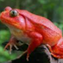 Tomato Frog: What To Know Befo