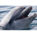 delfines bebés