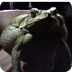The Cane Toad Challenge